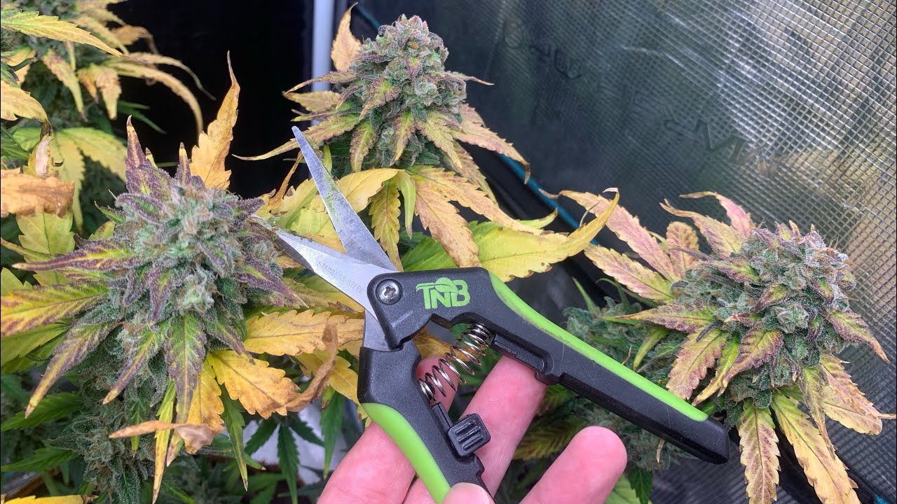 TNBNaturals Grow FLOWER TIME Critical Purple Kush/ Bad azz Cookies Og