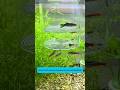 Fish Tank Isolation Box | Hộp cách ly tiện lợi cho cá con trong bể #aquarium #fishtank #tools