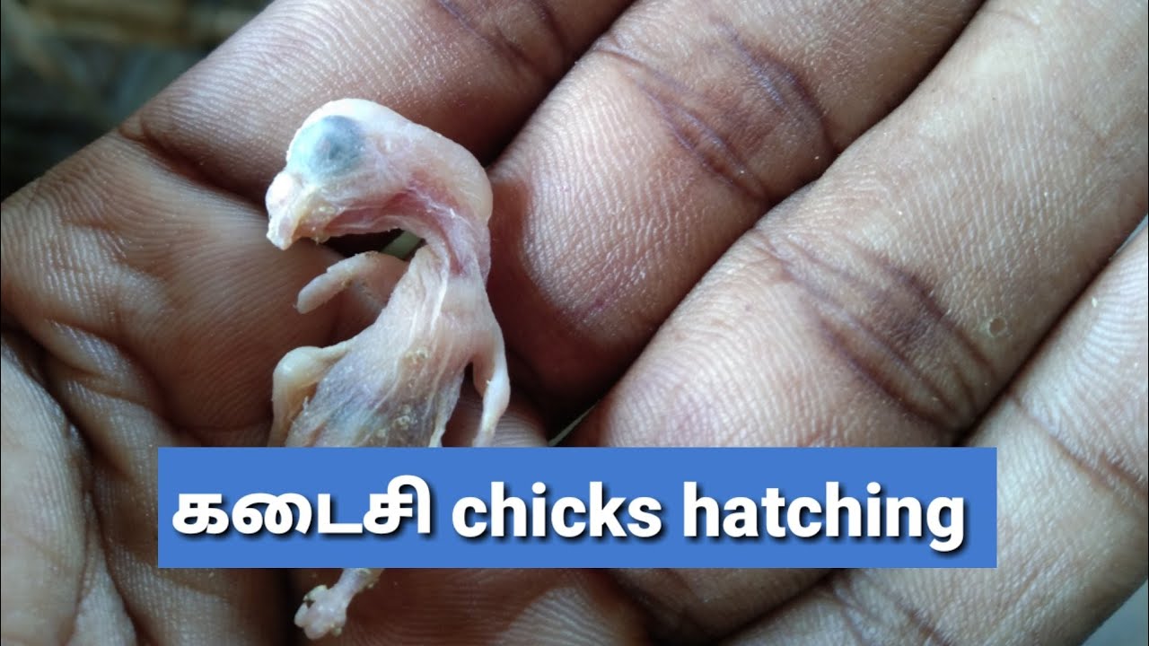 love birds (budgies) breeding update இந்த chicks death ஆயிடுச்சு