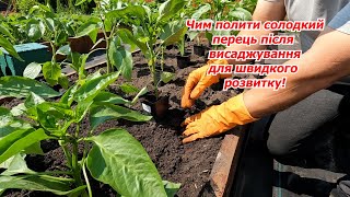 We plant sweet pepper seedlings in the open ground on the garden bed.