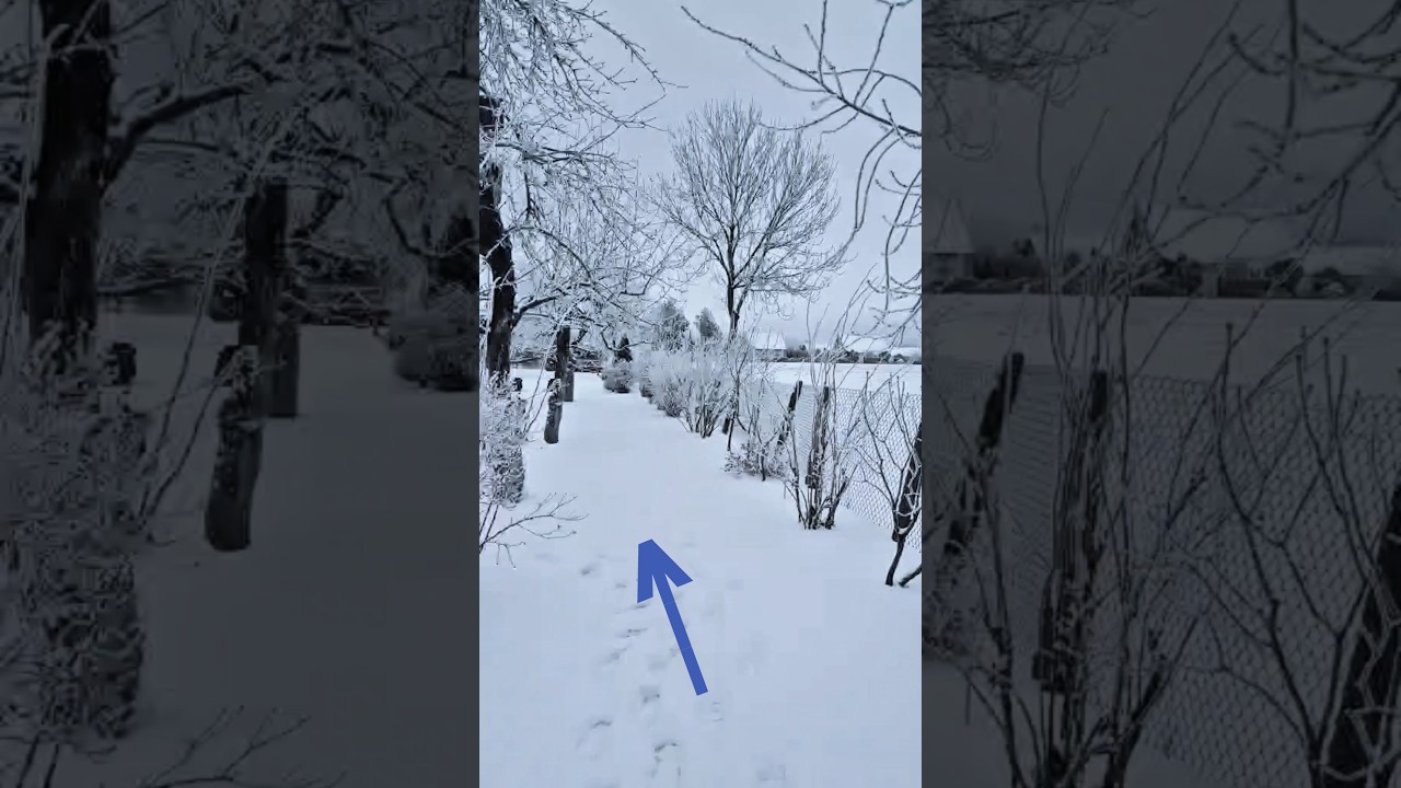 Snow in  the Garden - slow Walk #gardenwalk #garden #wintervibes #winterwalks #landscape #peaceful