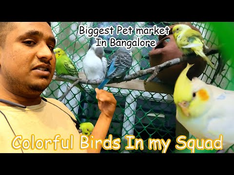 Shivajinagar Pet Market | Bought 4 Sets Of Birds | Pet Vlog | Two K Thamizhan