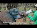 Rescue of Orphaned Elephant Sagateisa | Sheldrick Trust