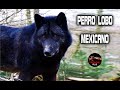 Hibridos de lobos – Hibrido de Lobo – Perro Lobo Gigante – PERRO LOBO MEXICANO