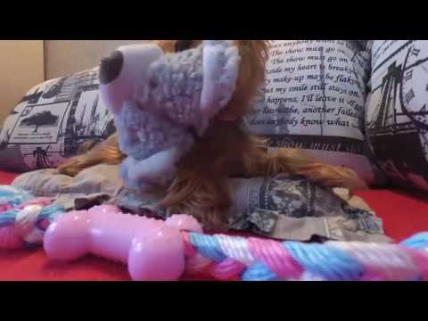 Ежевика играет с мишкой .Реакция собаки на новую игрушку с Лавандой