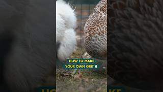 How to make your own grit  #shorts  #chickencoop #chickenkeeping #homestead #backyardchickens