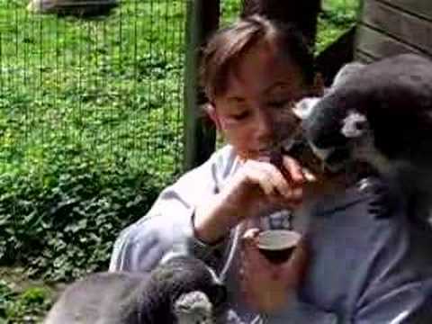 Deanna and Lemurs