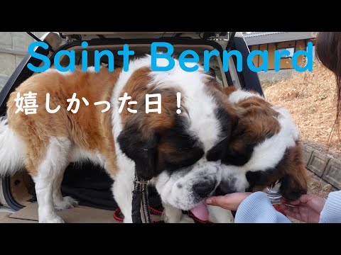 【嬉しかった日！】今日は色々嬉しいことがありました。平凡なセントバーナードの日記.Diary of an Ordinary Saint BernardA day that made me happy!