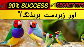 Details Golden Finch Breeding Formula 2026 | Secret Green Food & Soft Food Recipe for Healthy Chicks News
