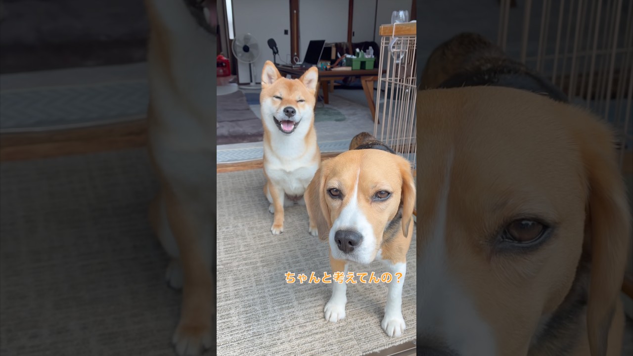父の日、何あげる？犬たちのガチ会議
