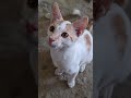 Yosoydelos7mil Enbuscadelosmejoresprecios Gatos Elpersonajedelasemana Viralvideo 2026short 