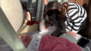 赤ちゃんからモフられ、お姉ちゃんからは猫吸いを同時に受ける猫　ノルウェージャンフォレストキャット　A cat touched by a baby and an older sister