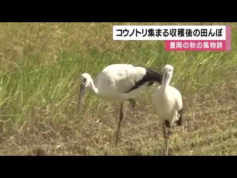 Storks Gather in Harvested Rice Fields: Foraging for Food Becomes a Seasonal Autumn Sight; Once E...