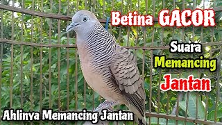 BETINA GACOR‼️Suara Perkutut Betina Memanggil JANTAN ~ The sound of a female turtledove calling male