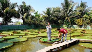 Chuyện lạ #2 : Ly kỳ hành trình của những lá sen nia khổng lồ cõng nguời từ Amazon đến Đồng Tháp