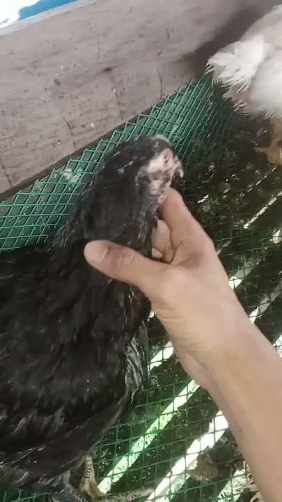 Ayam broiler hitam abu-abu #ayamkampung#poultryfarming #ternakayam #ternak#chicken #farming#ayamhias
