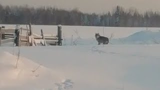 Такого ни кто не ожидал. Волки пришли в посёлок