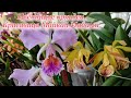 Цветущие орхидеи накануне Нового года. Красивые и ароматные. Майкай 21 цветок в роспуске! Mossiae...