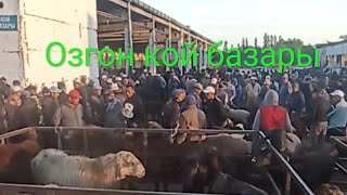 УЗГЕН КОЙ🐑🐏БОЗОР сат 06:20