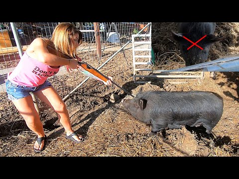 Shot Placement is critical!  How to kill a pig.