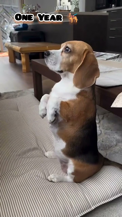 One Month to One Year beagle transformation #dog #feed #pets #beagle #cute  #transformation#pets