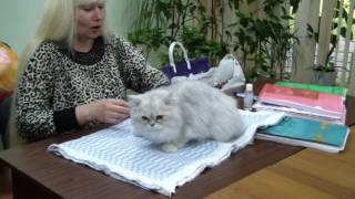 Демис Мирада Дель Мар - персидская шиншилла Демис Мирада Дель Мар - персидская шиншилла