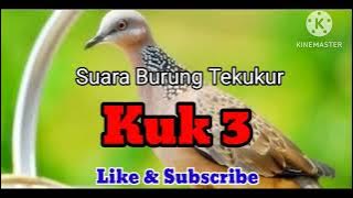 Suara Burung Tekukur Kuk 3 Mantap....