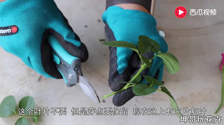 月季扦插季别错过，一盆月季这样变多盆 【坤哥玩花卉】 - 天天要闻
