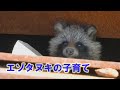 たんたんタヌキの４兄弟 Ezo raccoon child rearing 2020