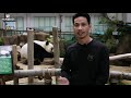 HABIB for Zoo Negara  An Interview with the Panda keeper