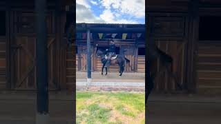 ZAFIRO AZUL DE CANTABRIA - hijo de (Ponderosa espectaculo de chapala ❌️ Atraccion de san cayetano)