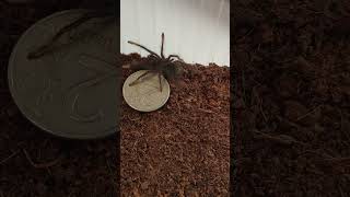 Theraphosa stirmi возраст L1. Малыши терафозы