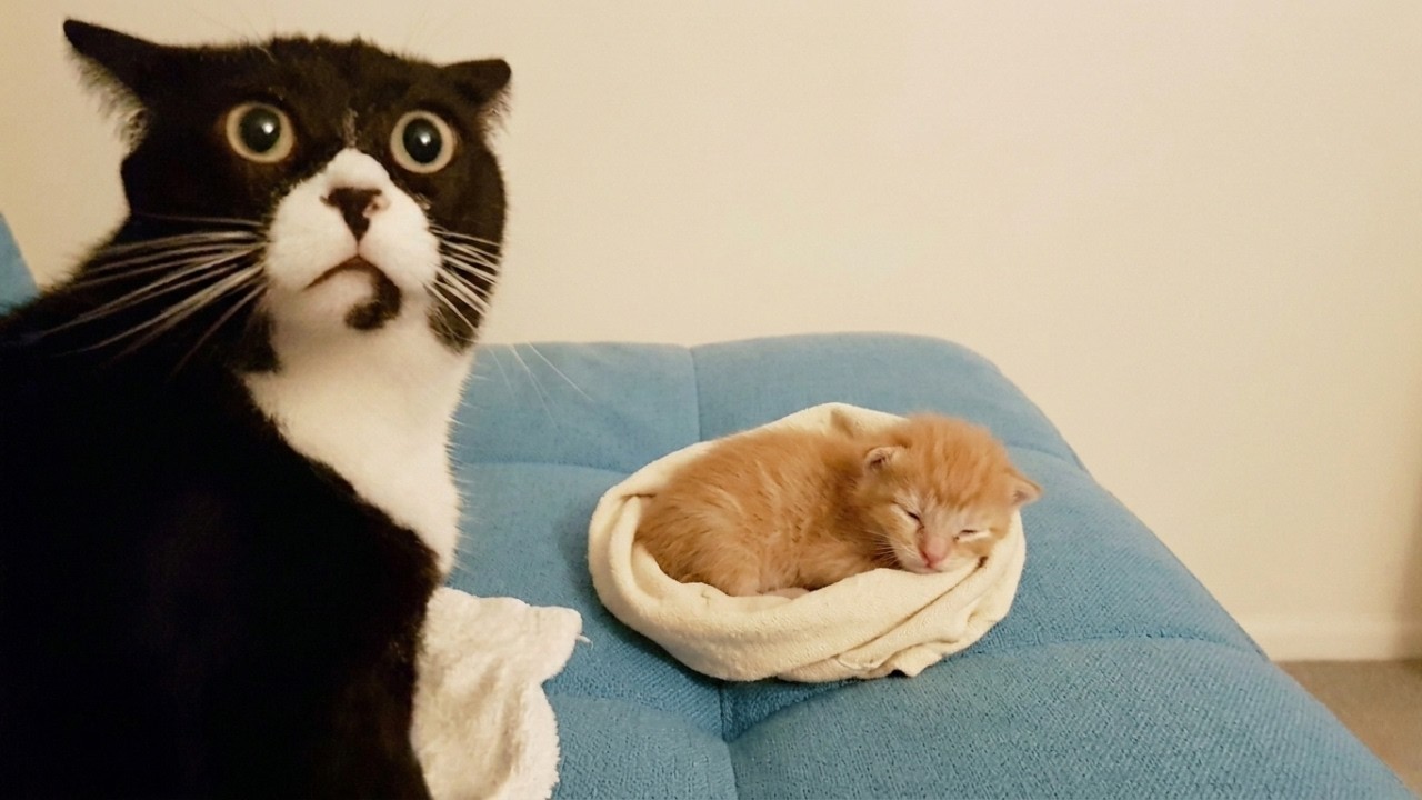 When Your Cat Meets New Kitten for the First Time!