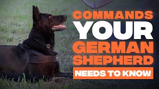 5 Basic Commands Every German Shepherd Dog Needs To Learn