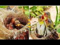 Eggs to Flying birds in 11 minutes | White eye bird eggs to fledging Transformation