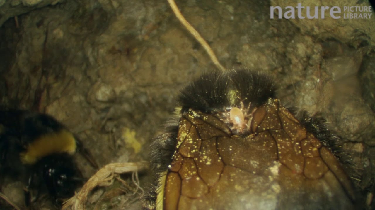 footage of chernobyl Buff-tailed bumble bee in nest, with mites on its body, France, May.