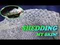 WHY DO SNAKES SHED?