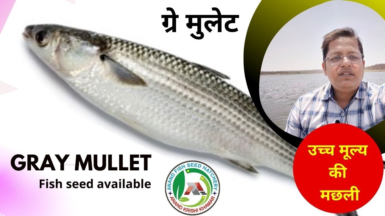 Mullet Fish Culture