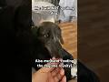 MY BOSS #dog #puppy #dogbreed #funny #doggielife #dachshund #pets #shorts