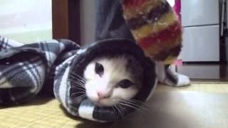 そでねこ Lucifer the cat versus jumper sleeve ルシファー 袖猫