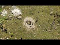 Small Anthill In My Backyard - Part 2