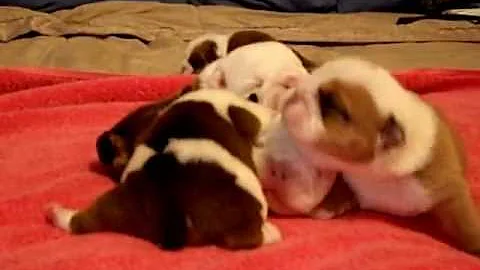 Bulldog Pups at 6 days old.