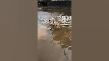 Top Eel Fishing Amazing Eel Catching Using Hook Amazing Fish Top D Fishing All 