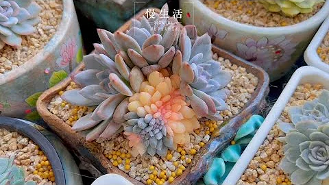 李滚滚：露养和灯养对比，娇嫩的锦类最适合补光灯养，既安全又干净透亮。｜室内养多肉 - 天天要闻