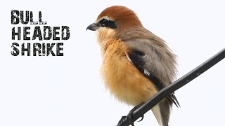Tiniest Raptor Bull-Headed Shrike 🦅小さな猛禽類モズ