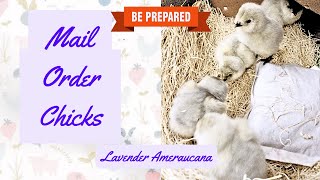LAVENDER AMERAUCANA CHICKS DAY 1
