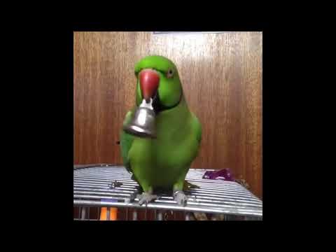 Video: Parrot Menyanyikan Lagu Kanak-kanak Mengenai Antoshka: Video Lucu