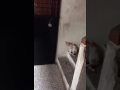 قطة تدق الباب