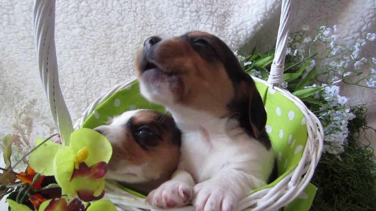 beagle puppy howl