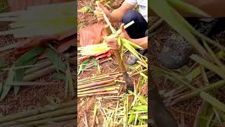 The Process of Cleaning Bamboo Shoots After Harvesting the Forest